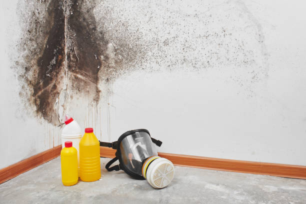 Best Kitchen Mold Remediation in Pleasant Garden, NC