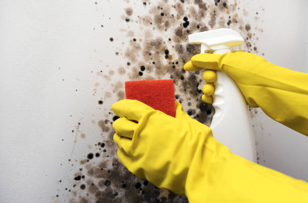 Best Mold Remediation for Schools in Pleasant Garden, NC
