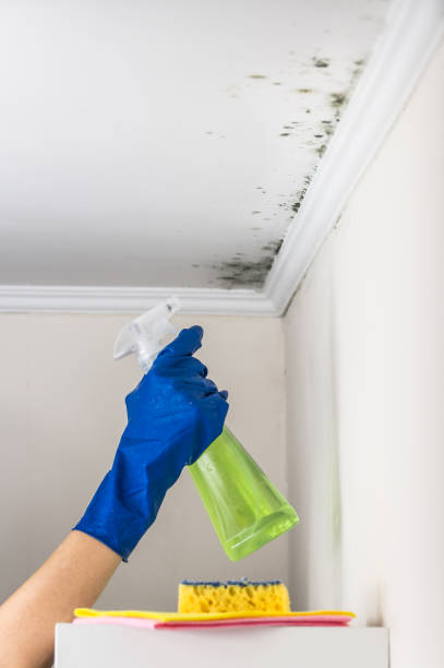 Best Insurance-Related Mold Remediation in Pleasant Garden, NC